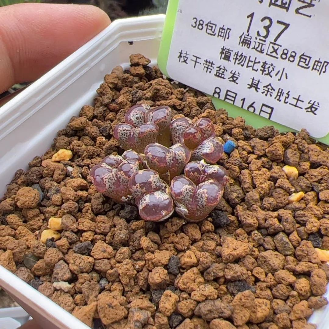 8.16勋章福利多肉植物137