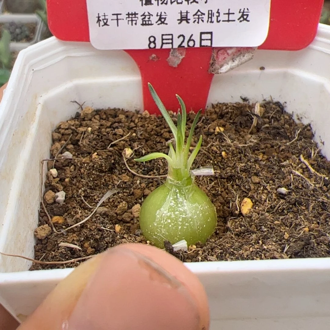 哭*15号迷你海葱8,26多肉