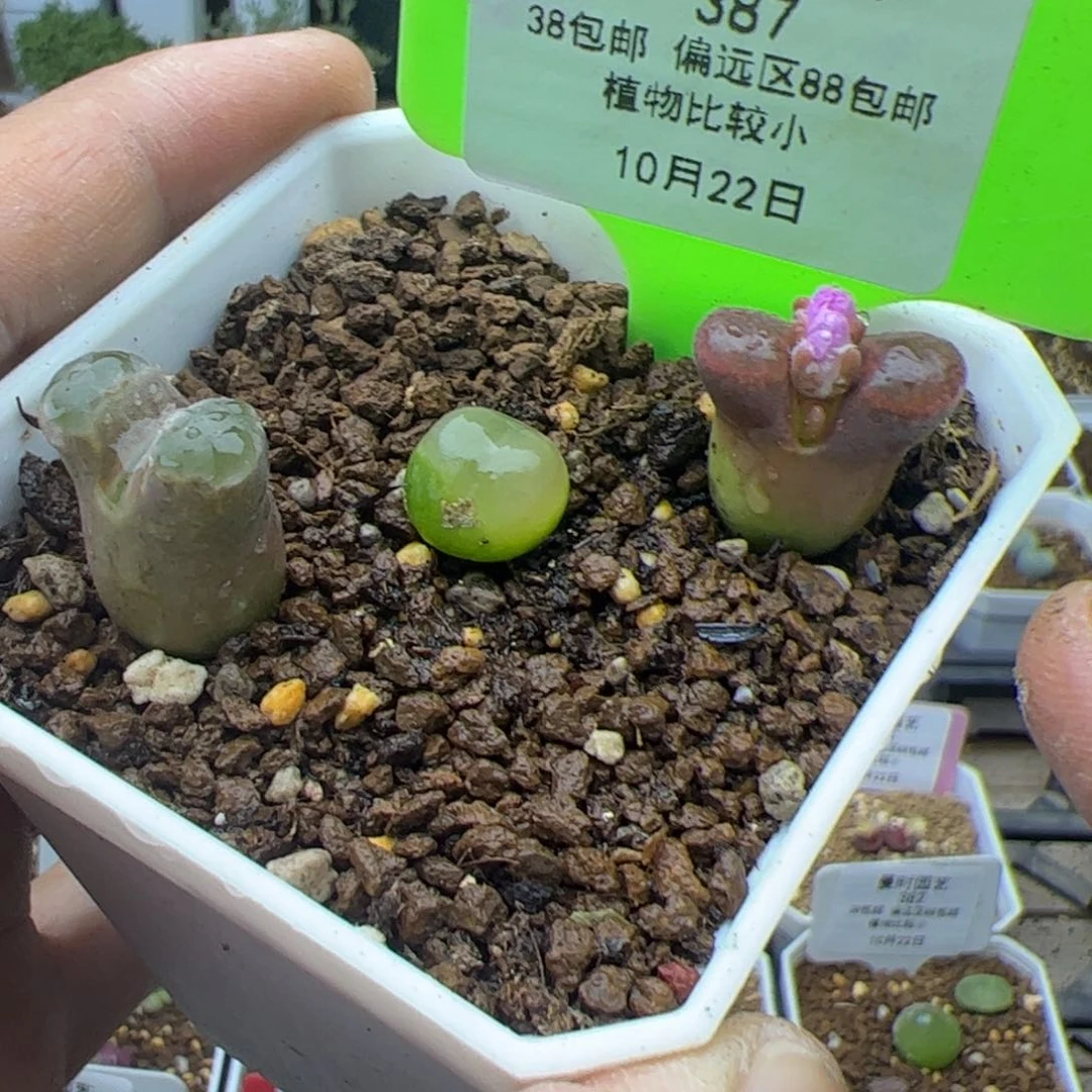 10.22甩卖多肉植物387
