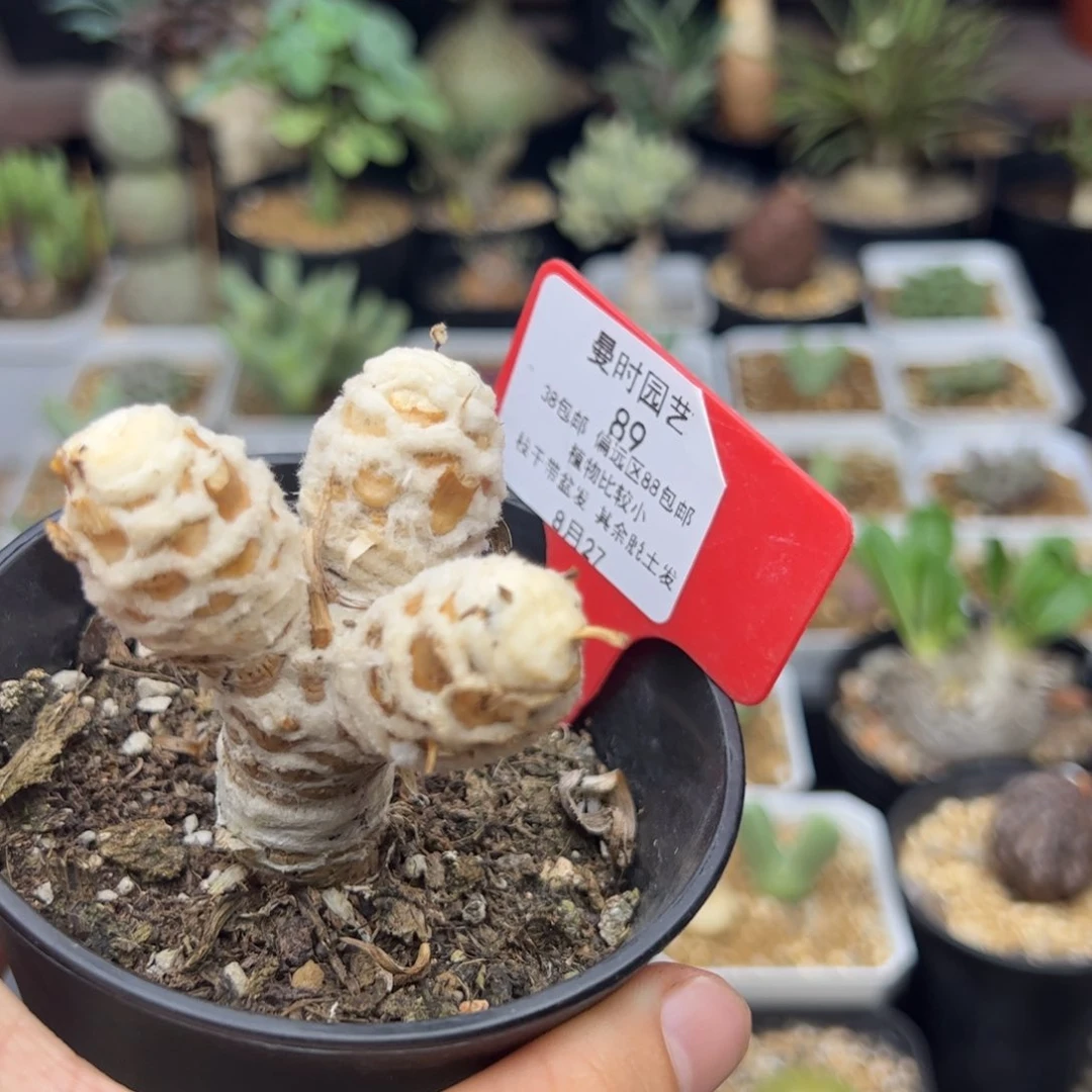 哭*8.27刨花多肉89