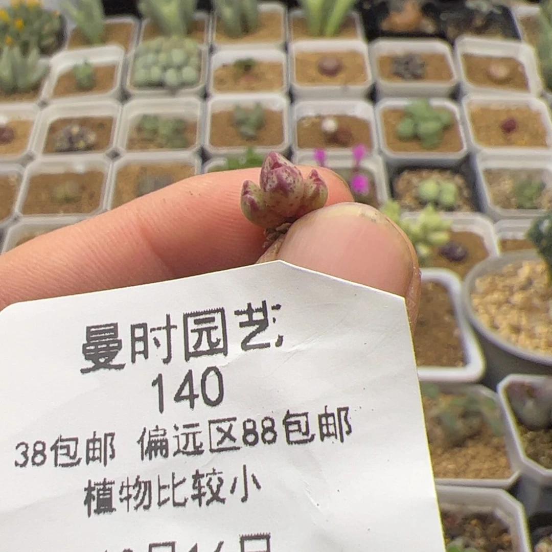 ?*岁10.16丹尼尔猪蹄多肉140