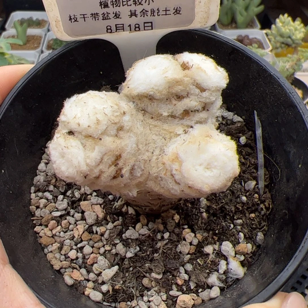 203号刨花厚墩菊8.18多肉