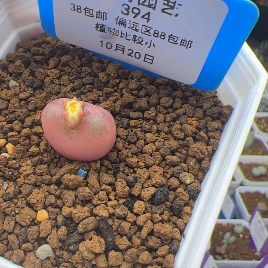 树****?10.20水蜜桃杂多肉植物394