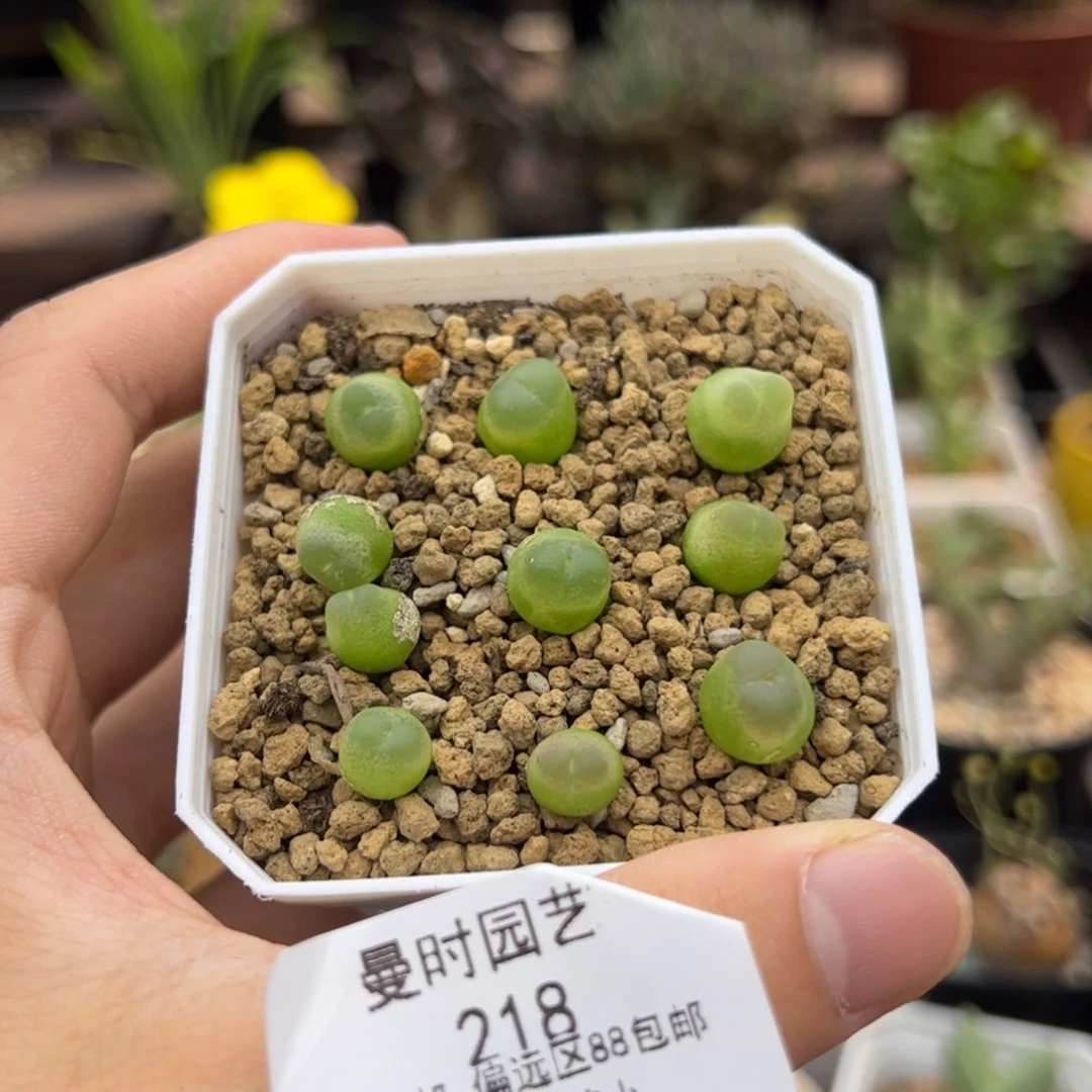 8.18十个拉登多肉218