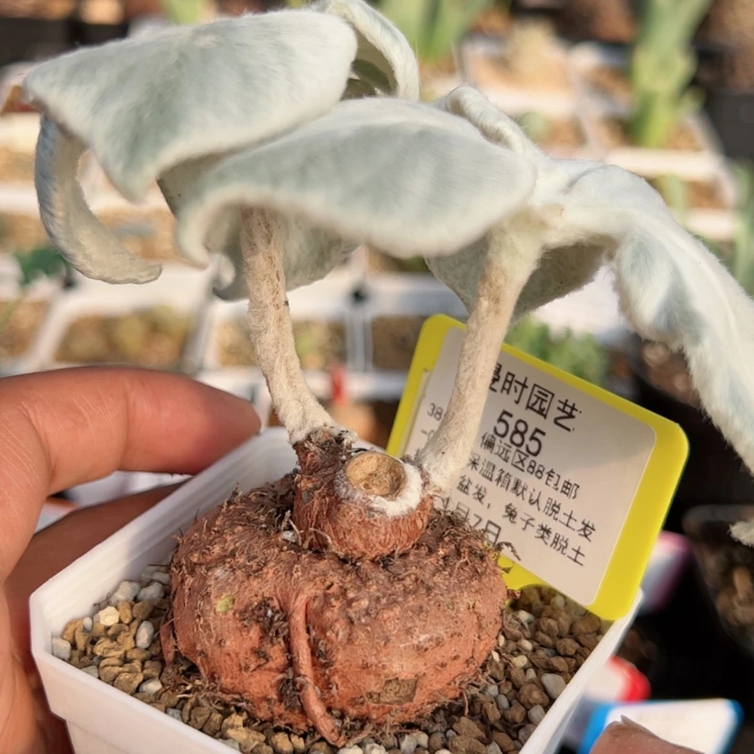 【闪购商品】卓*1.7断崖多肉585