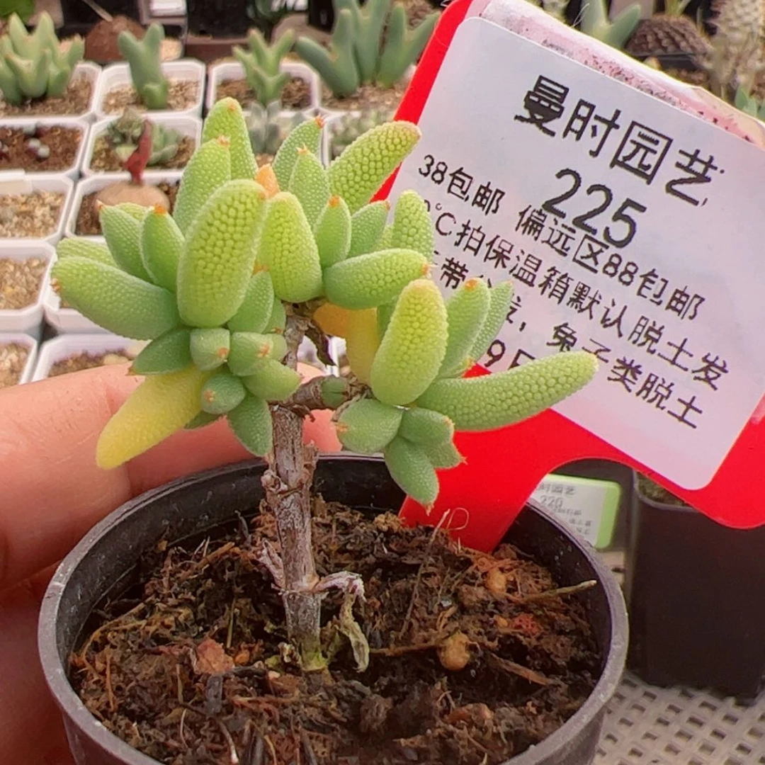 【闪购商品】1.9玉米多肉225