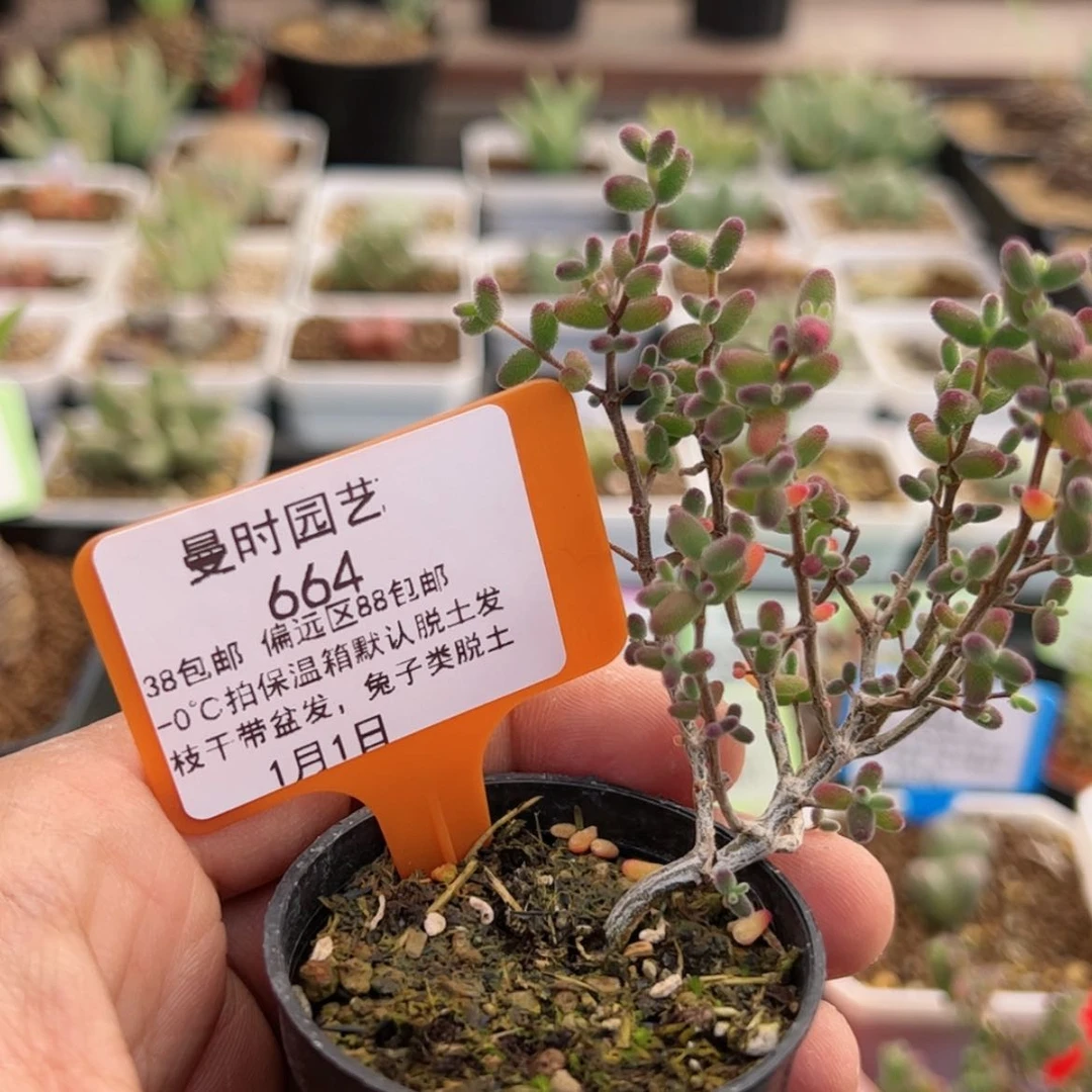 【闪购商品】1.1糖球多肉664