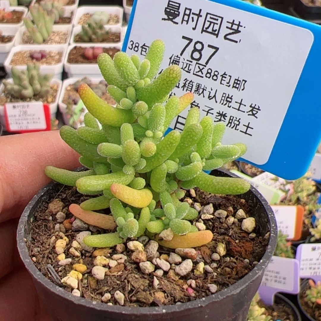 【闪购商品】1.1蜜橘糖球多肉787