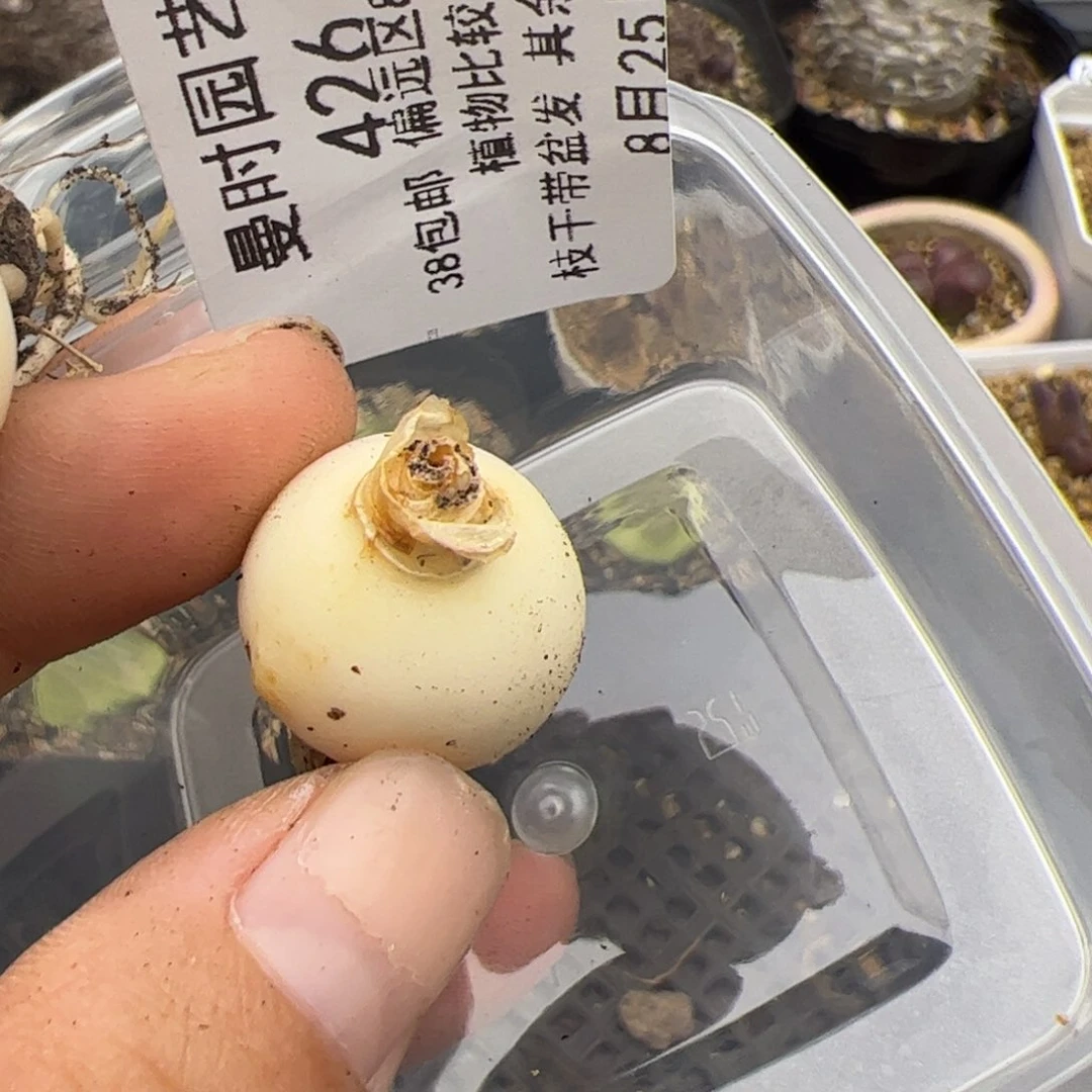 夏**人426号紫镜8.25多肉