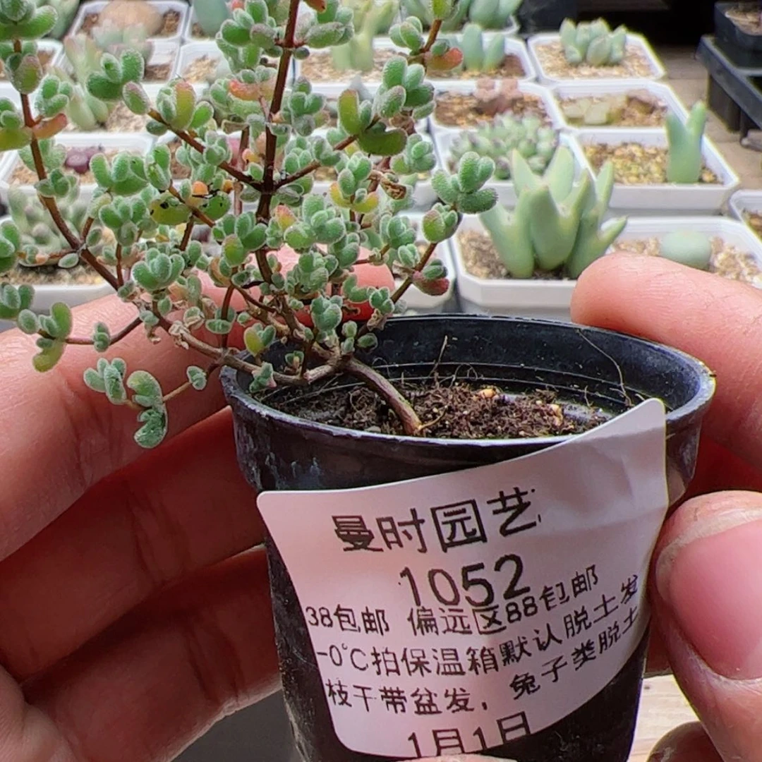 【闪购商品】蜜1.1莱斯多肉1052