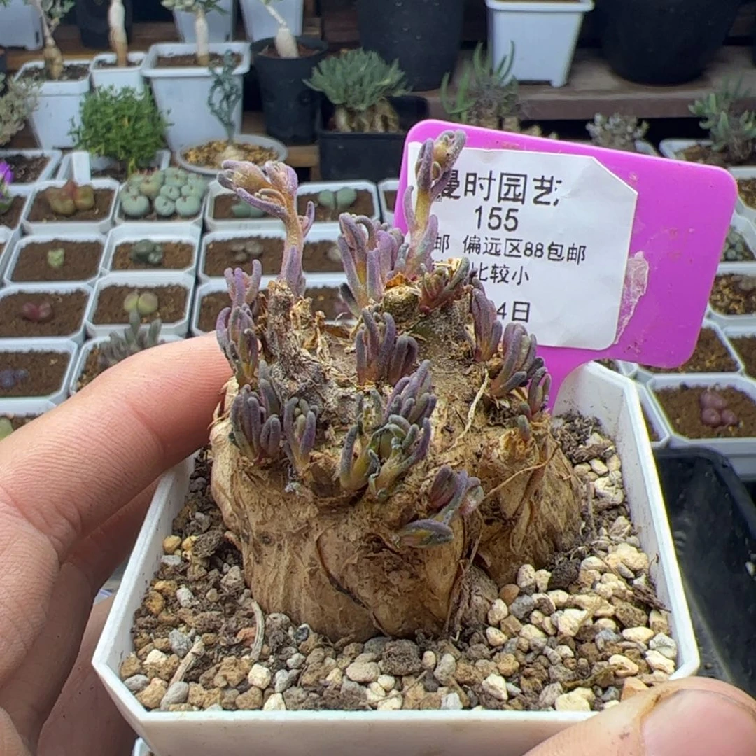 海***年10.24淡清霜多肉155