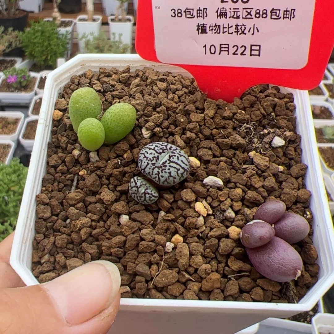 一***妮205号地板价三件克10.22多肉