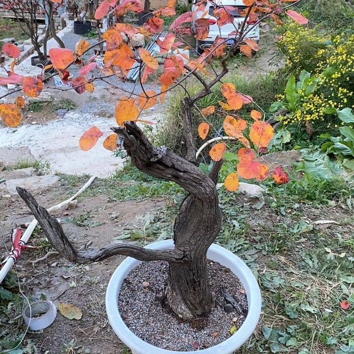 黄栌盆景黄栌盆景艺术
