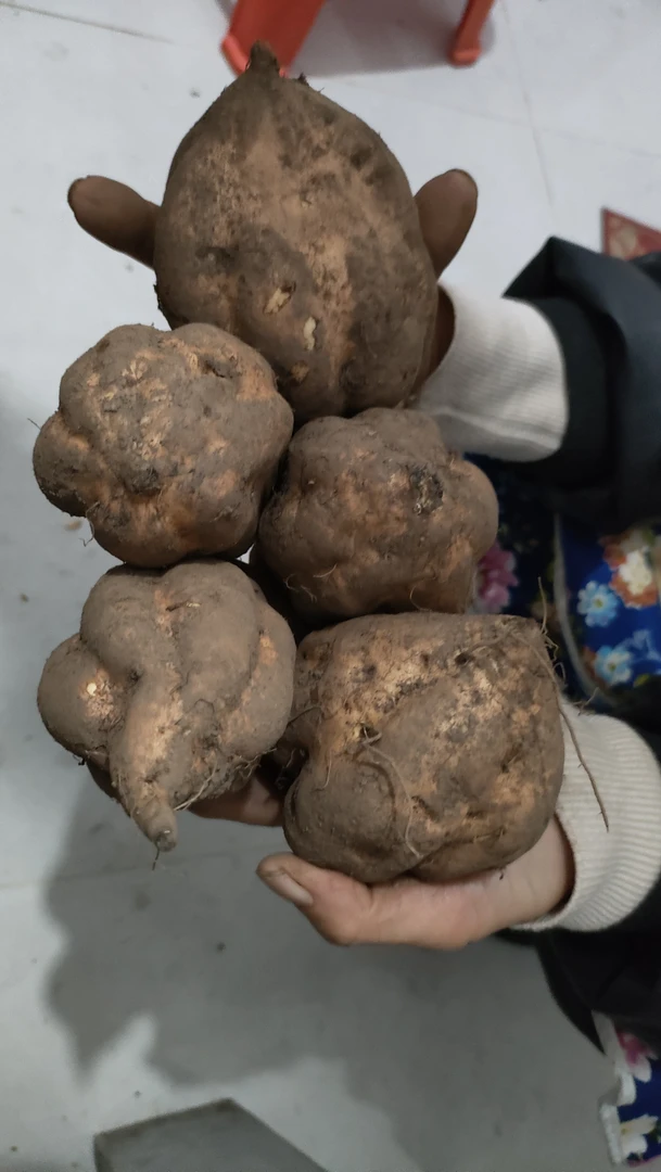 云南镇雄杉树本地兰翠苕也叫红薯