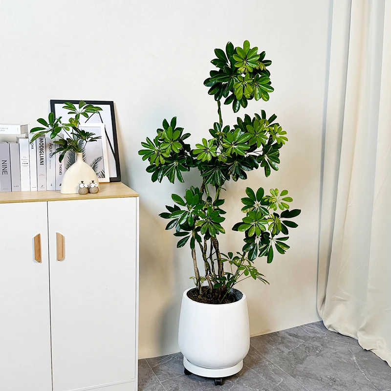 客厅室内绿植大盆栽造型鸭脚木四季常青绿植办公室阳台卧室