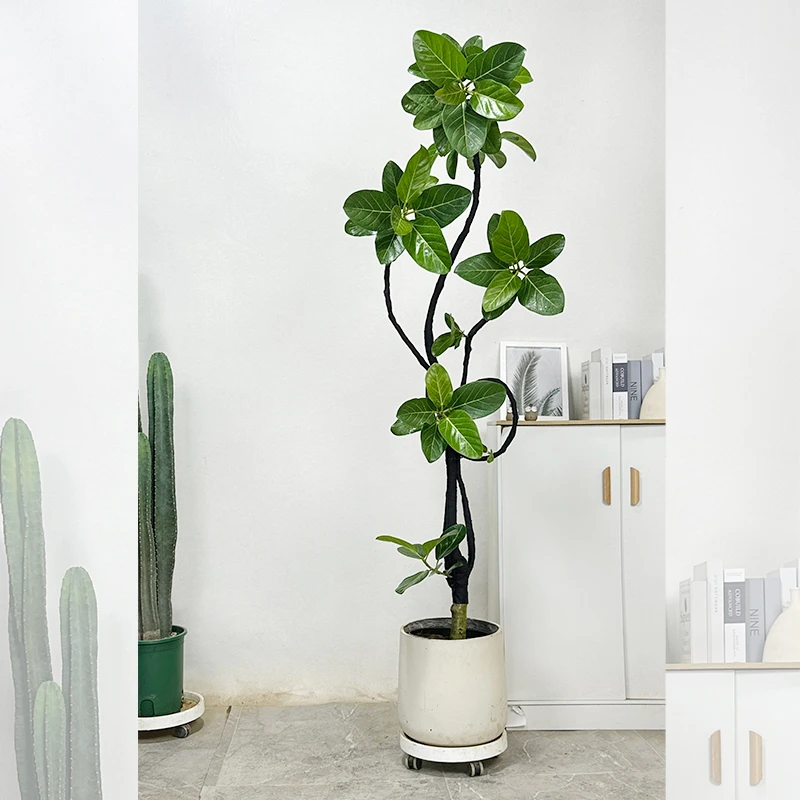 绿植客厅大摆件真树孟加拉榕植物盆栽室内大型大盆高山榕室内盆栽