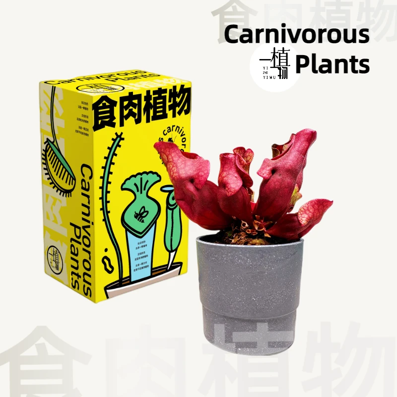 食虫植物紫瓶子草吃虫的植物宝贝盆栽桌面绿植庭院驱蚊夏季花养花