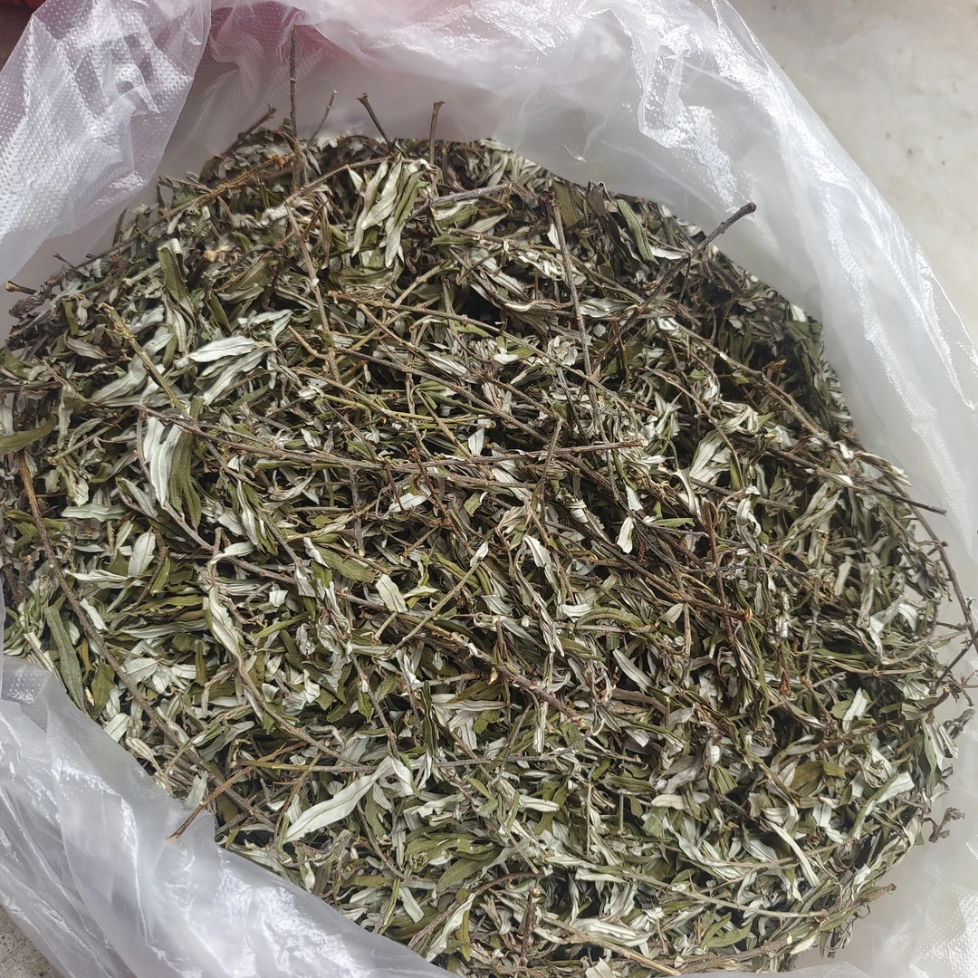 精选优质睡觉草---极边印象