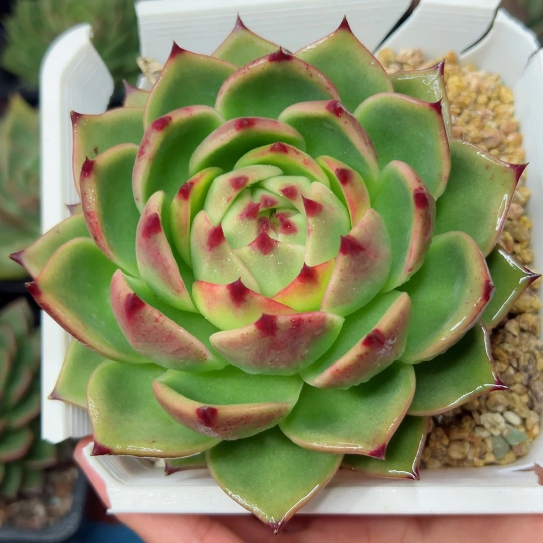 多肉植物，一物一拍22