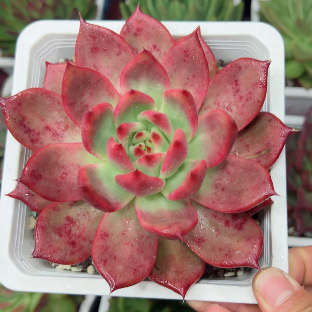 多肉植物，一物一拍35