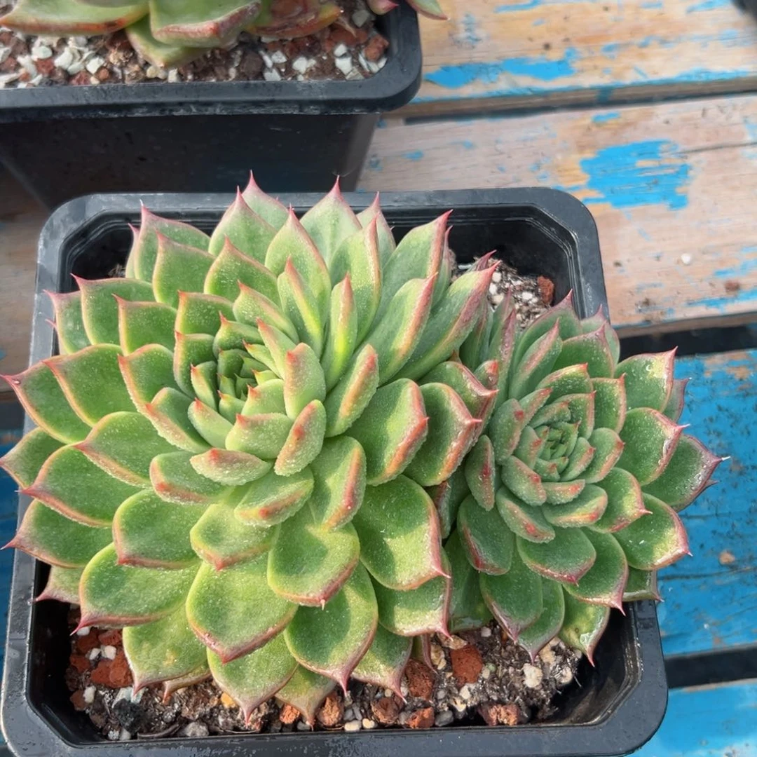 多肉植物一物一拍56