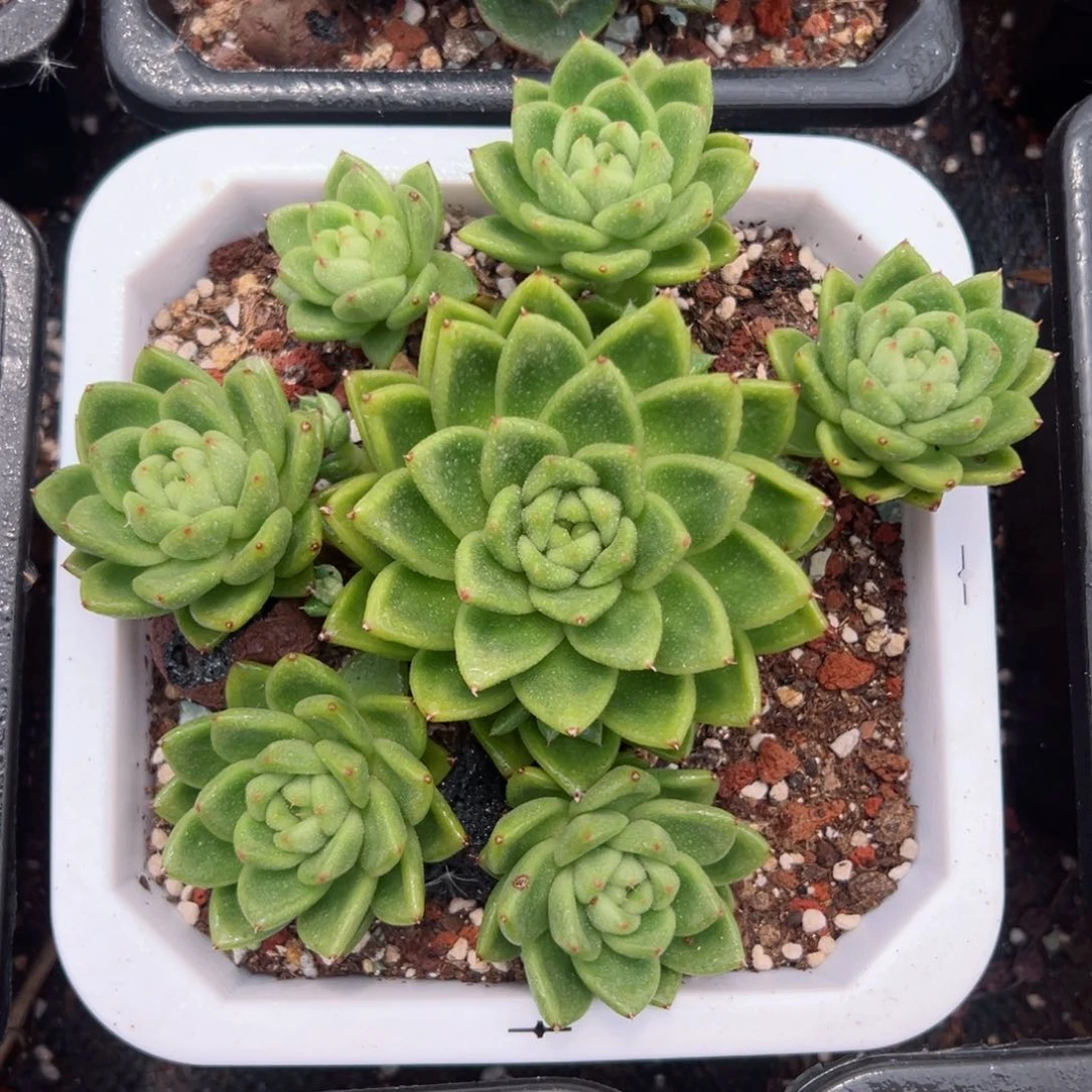 多肉植物一物一拍