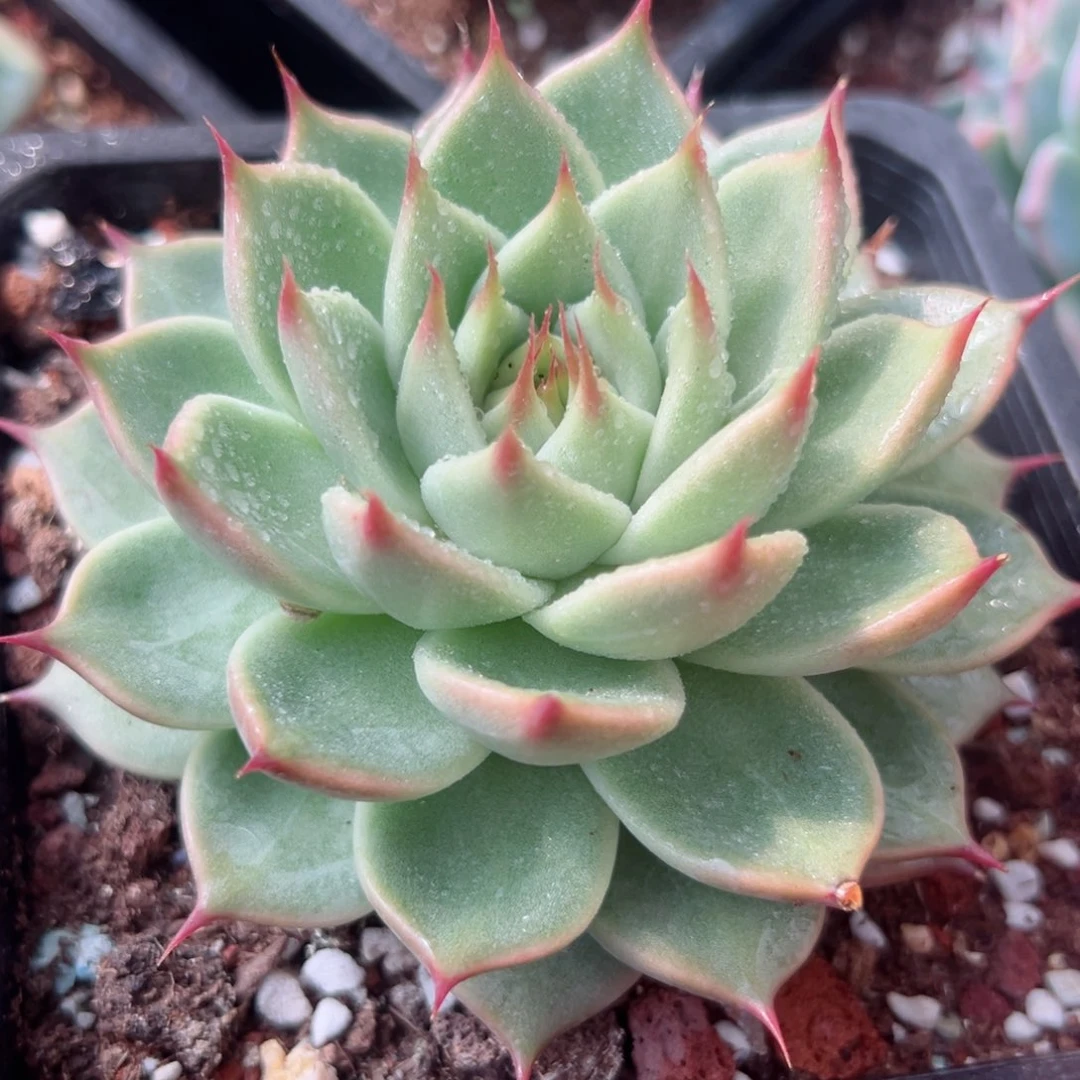 多肉植物一物一拍21