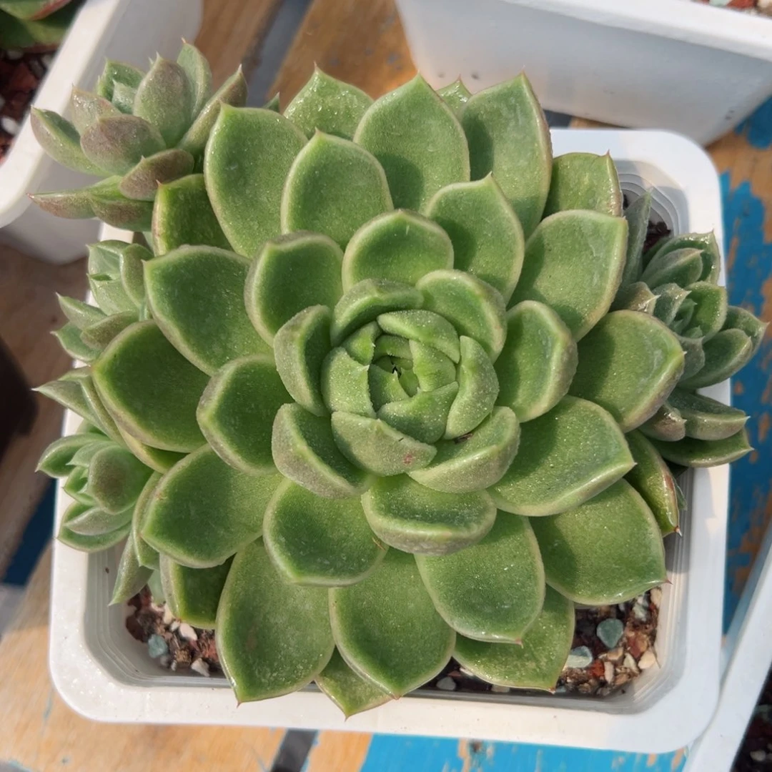 多肉植物一物一拍19