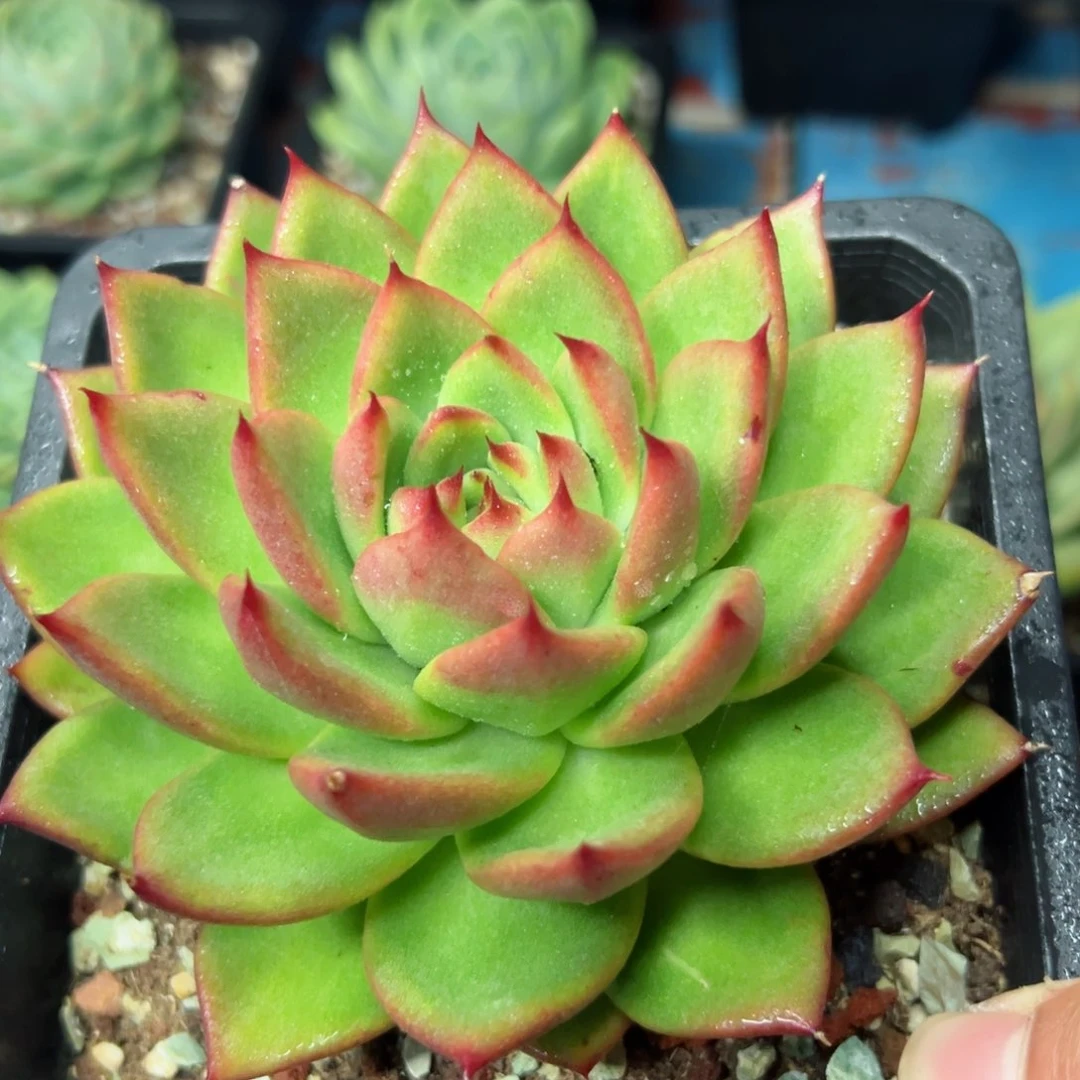 多肉植物，一物一拍19