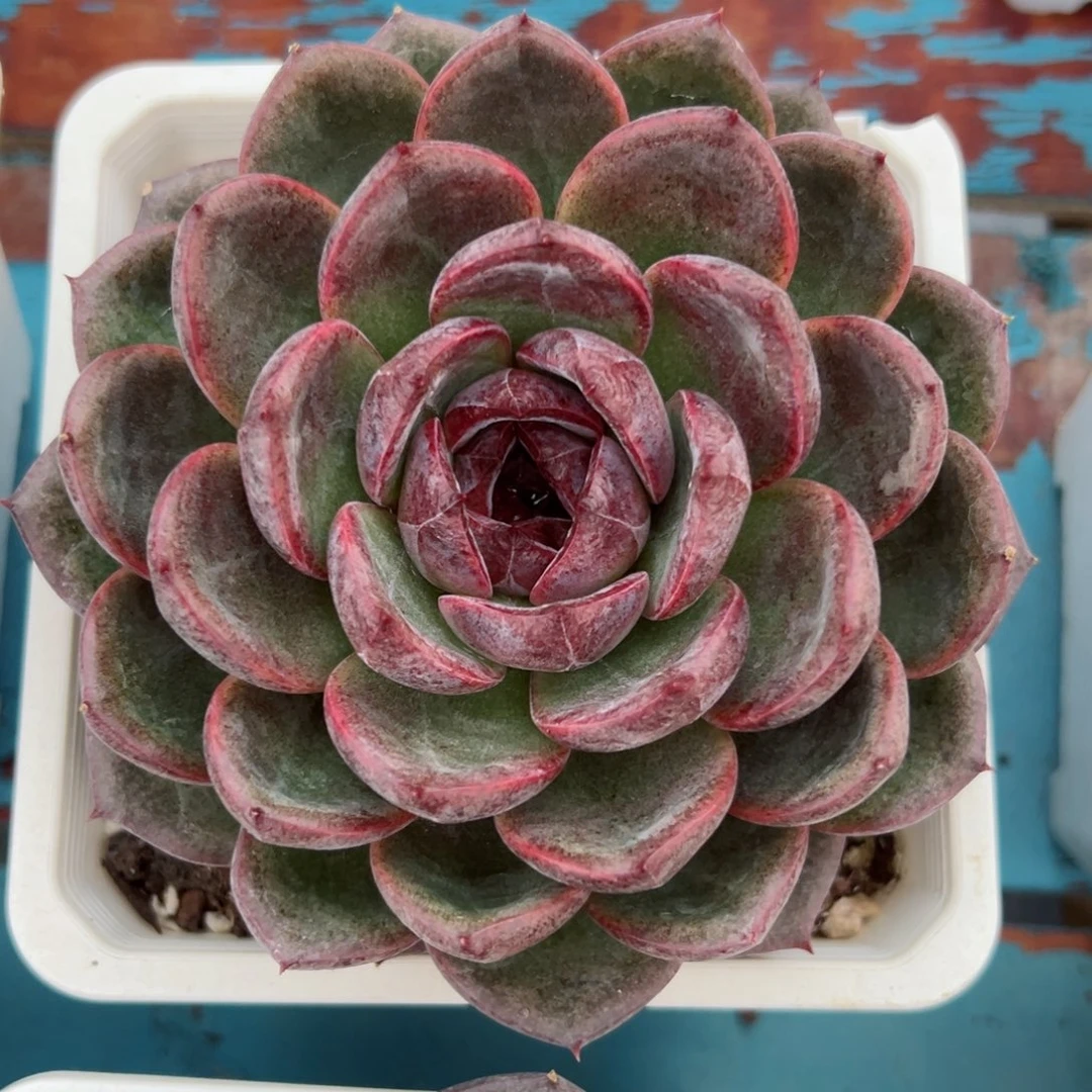 菁*多肉植物一物一拍