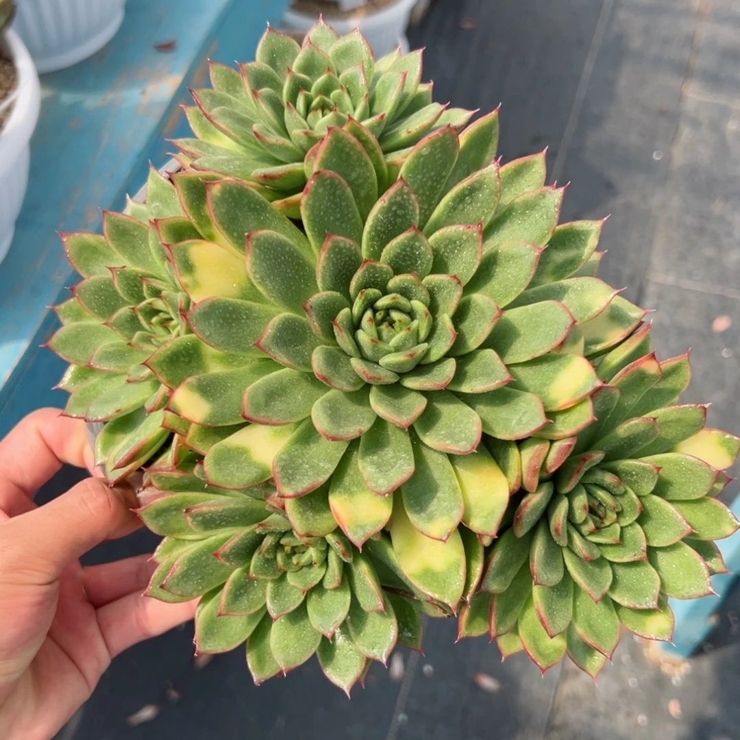 多肉植物一物一拍31