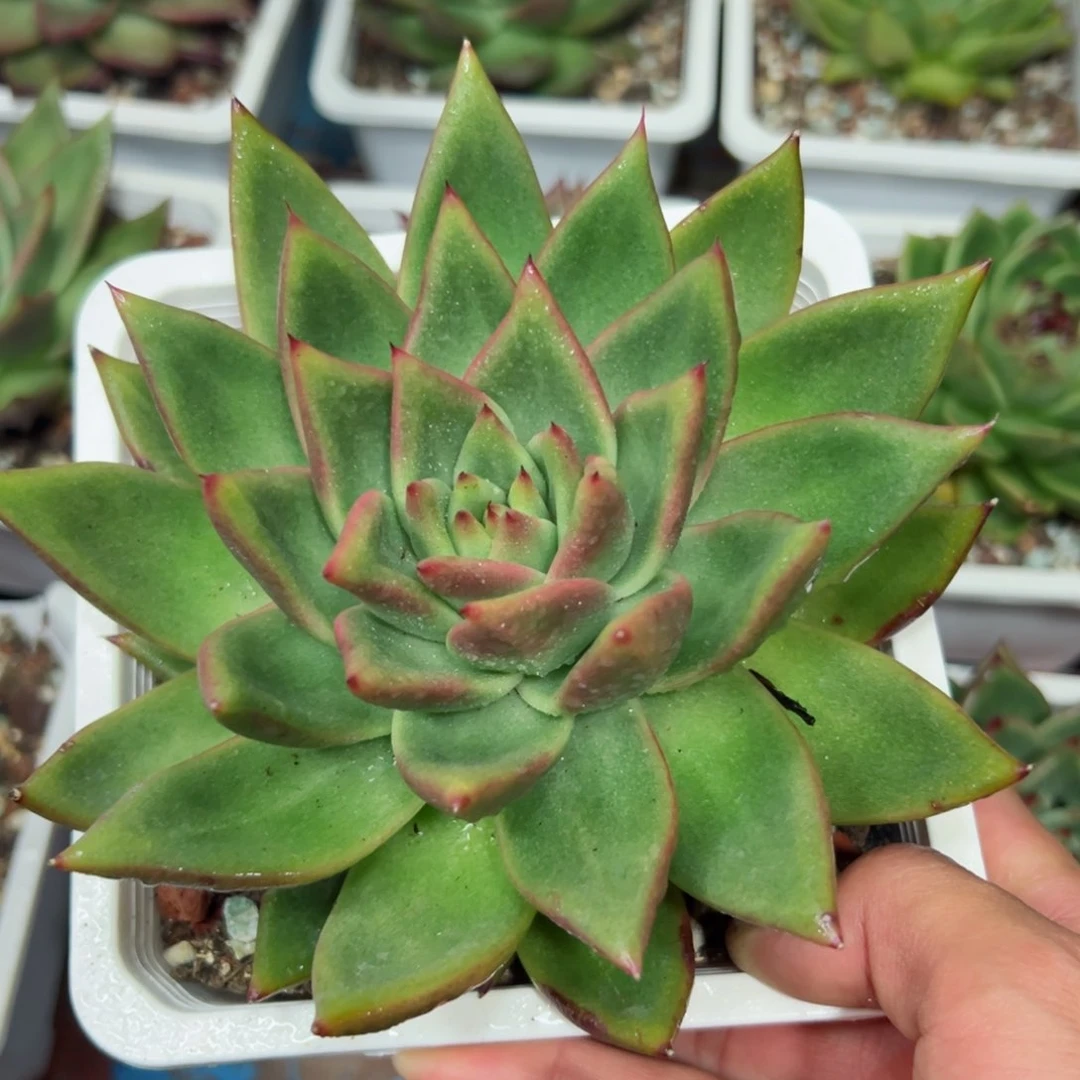 多肉植物，一物一拍17