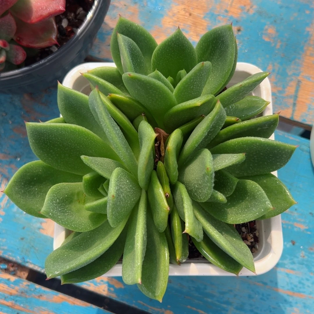 多肉植物一物一拍26