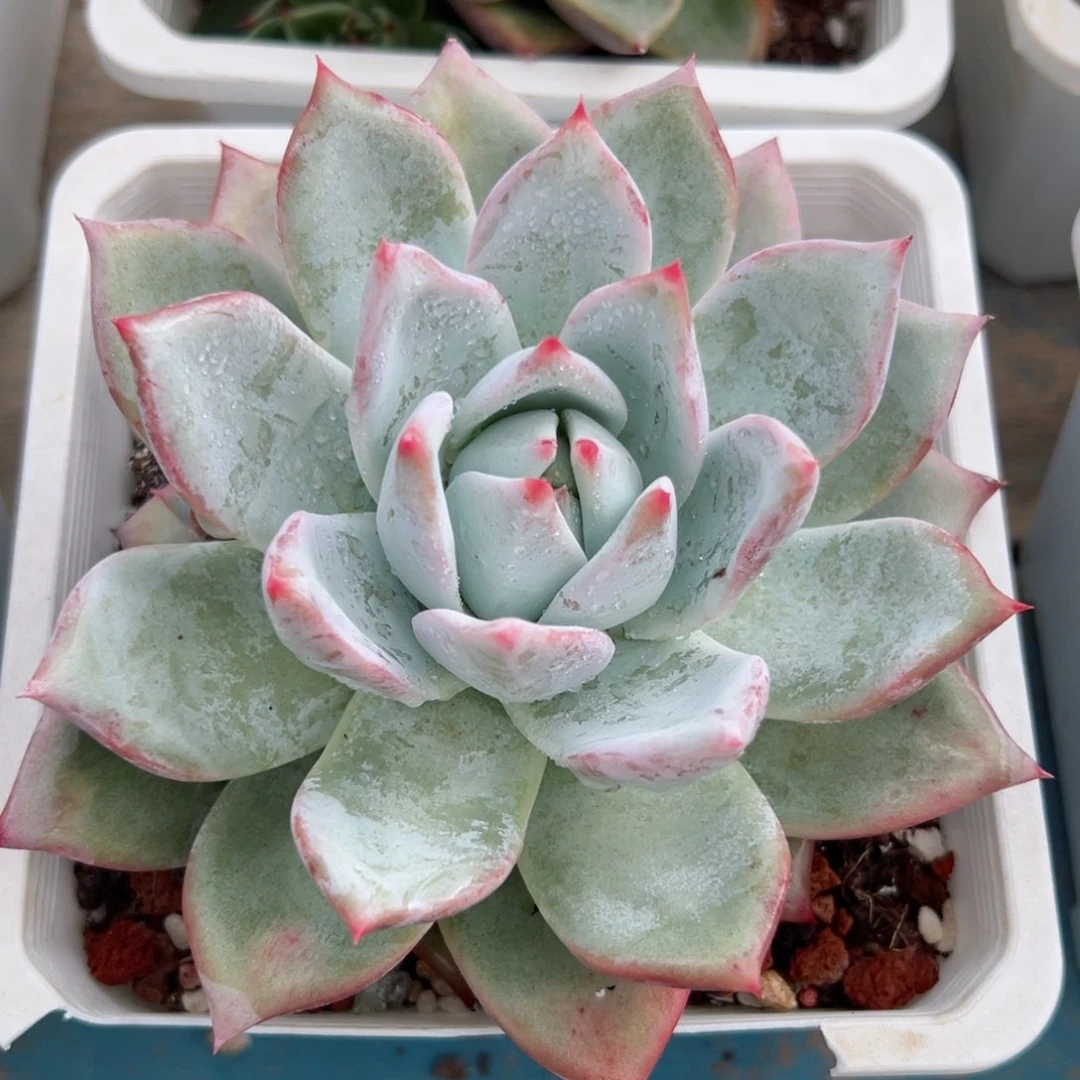 多肉植物一物一拍6