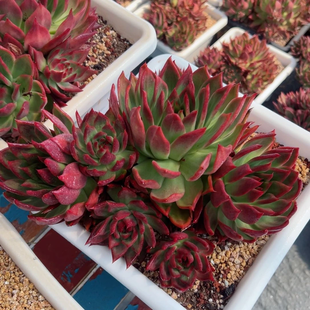 多肉植物一物一拍04