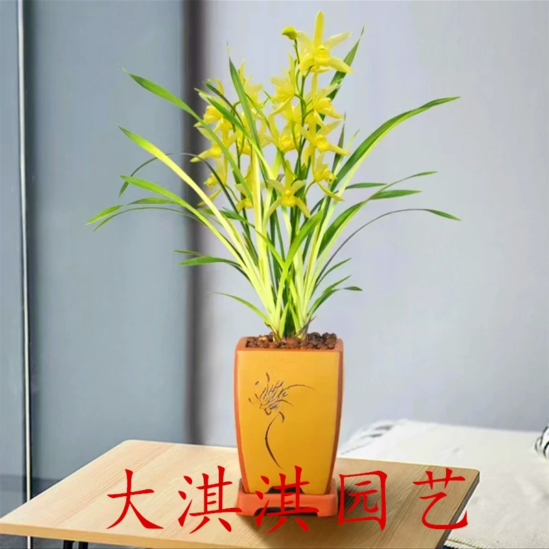 【锦绣神云】浓香型四季兰开花金黄色花卉绿植好养办公室阳台客厅