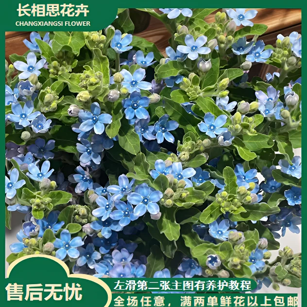蓝星花 全场任意满两单及以上鲜花包邮