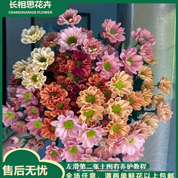不选色小雏菊 全场任意满两单及以上鲜花包邮