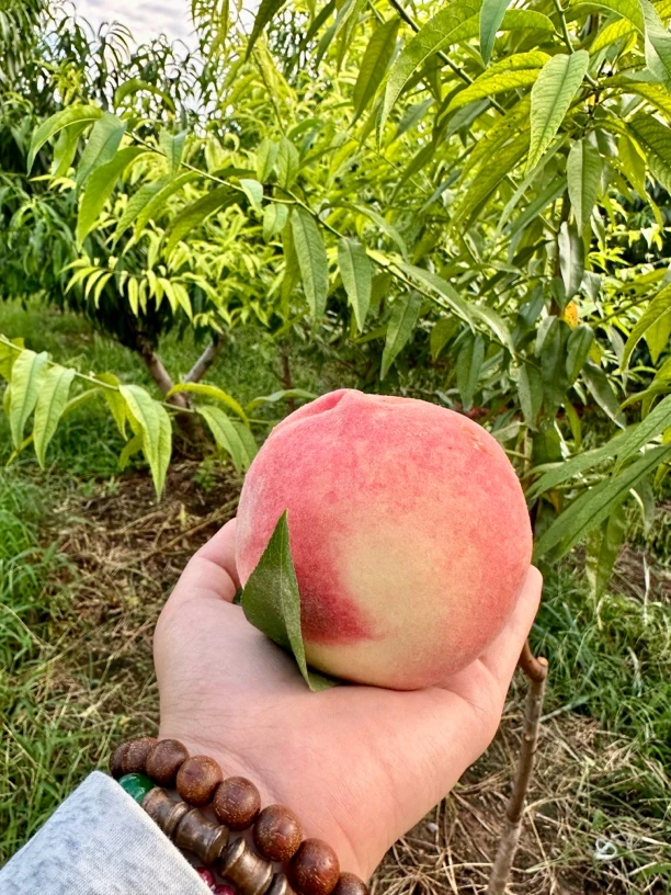脆桃水蜜桃爆甜新鲜水果现摘现发果园直发