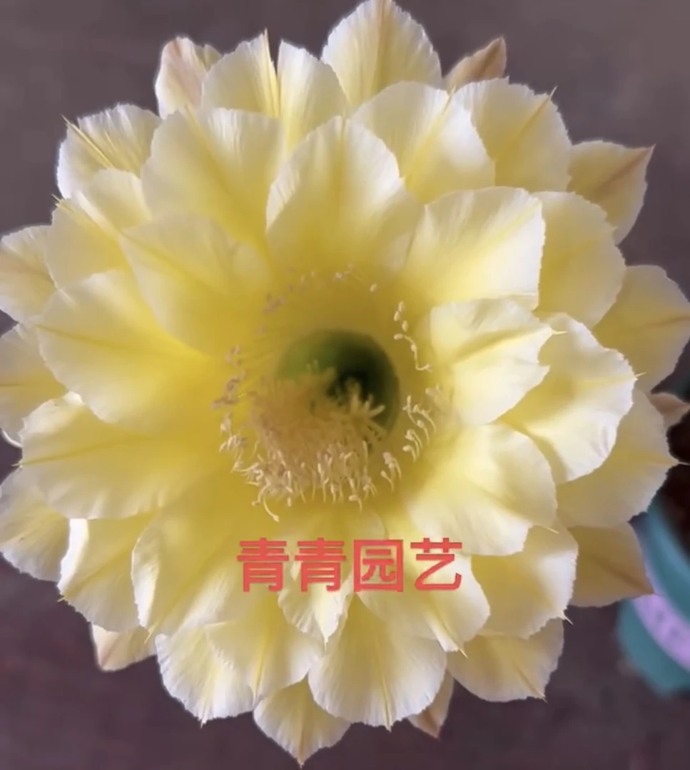 彩草一物一拍满20包邮