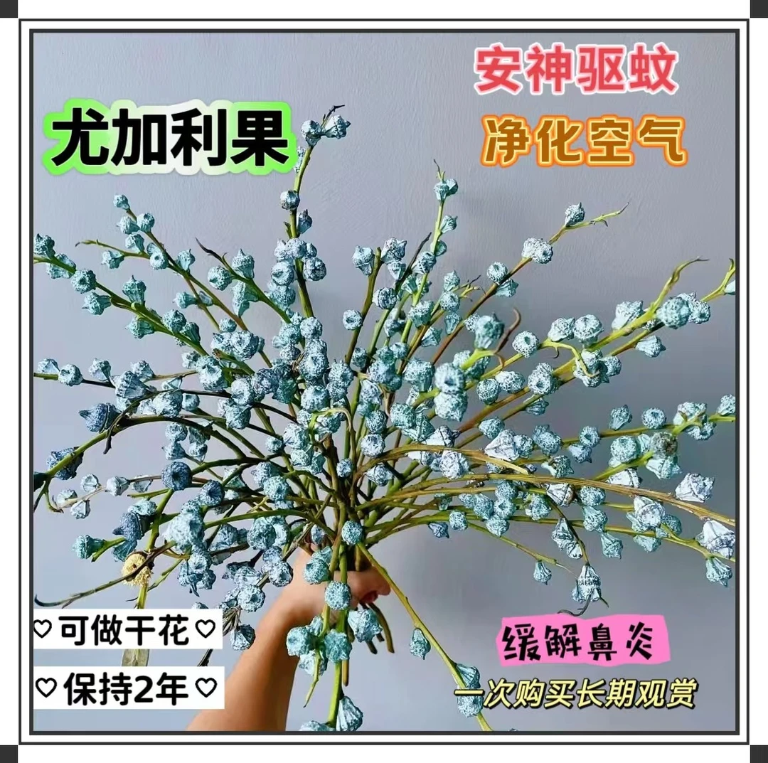 (新果)尤加利果昆明基地直发(可净化空气驱赶蚊虫)(一单包邮)