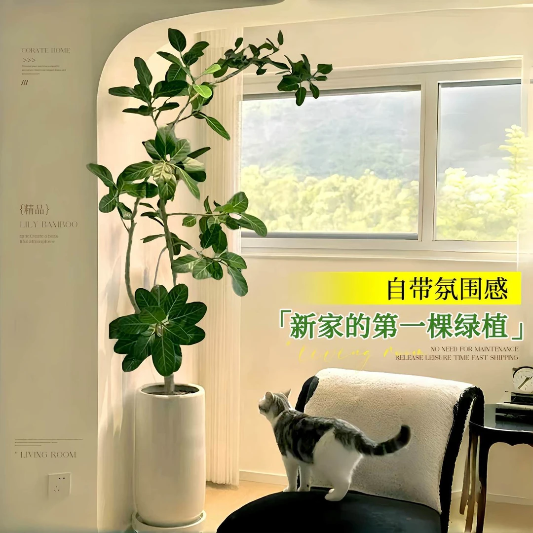 新款网红孟加拉榕盆栽客厅绿植室内大型高山榕黄金榕树落地旺宅橡