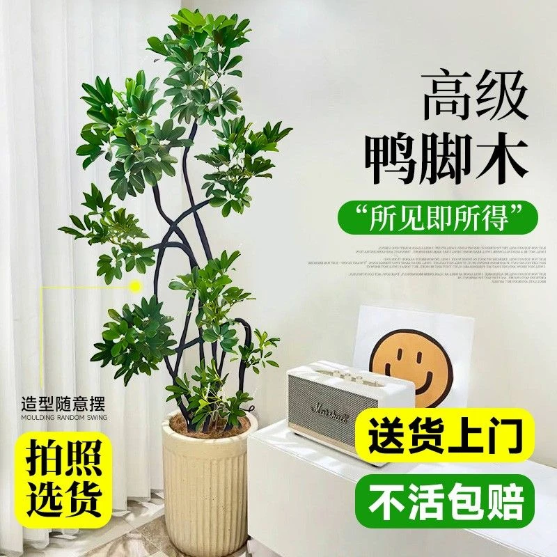 新款造型鸭脚木客厅大盆栽老桩鸭掌木八方来财卧室客厅四季常青真