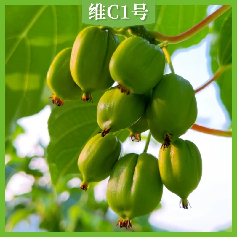 维C1号 软枣猕猴桃奇异莓东北特产水果种植基地原产地直发包邮