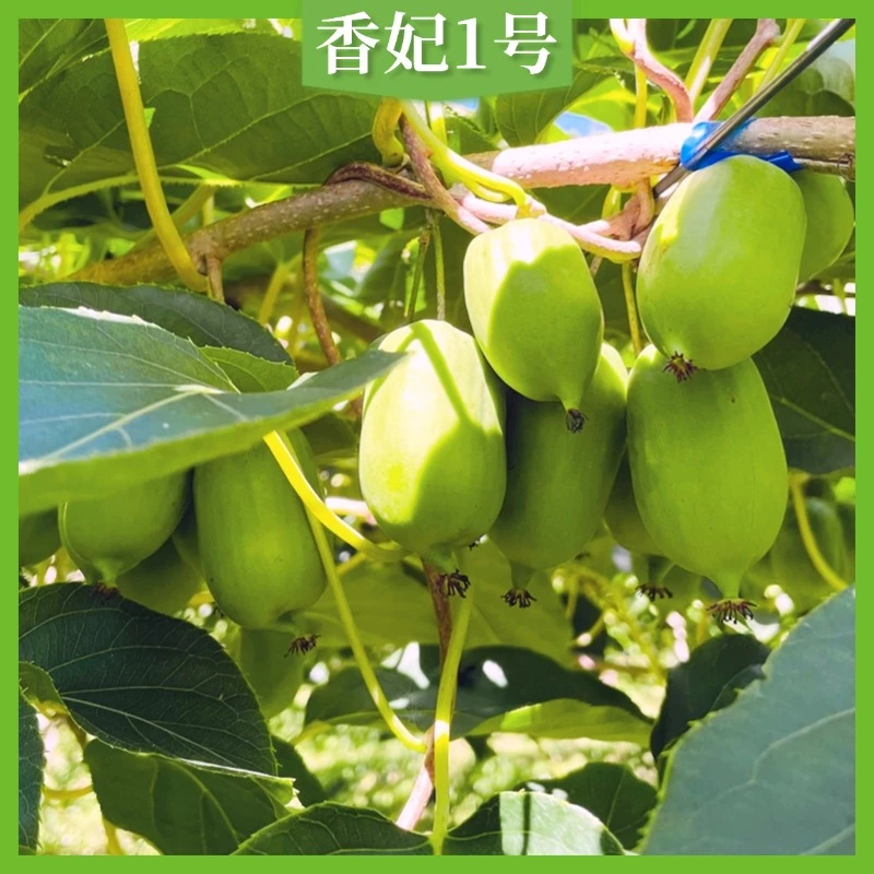 【香妃1号 】软枣猕猴桃/奇异莓   2-5年树龄  买果慎拍