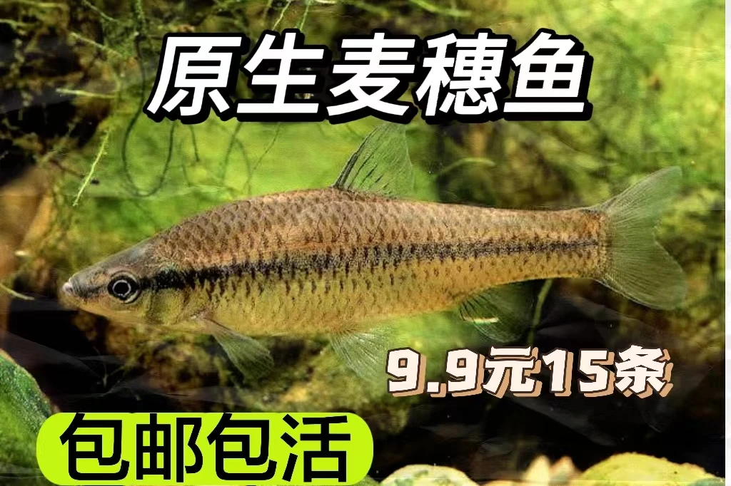 麦穗鱼冷水鱼原生鱼好养耐活耐寒可吃麻杆国产一眉道人观赏鱼活体