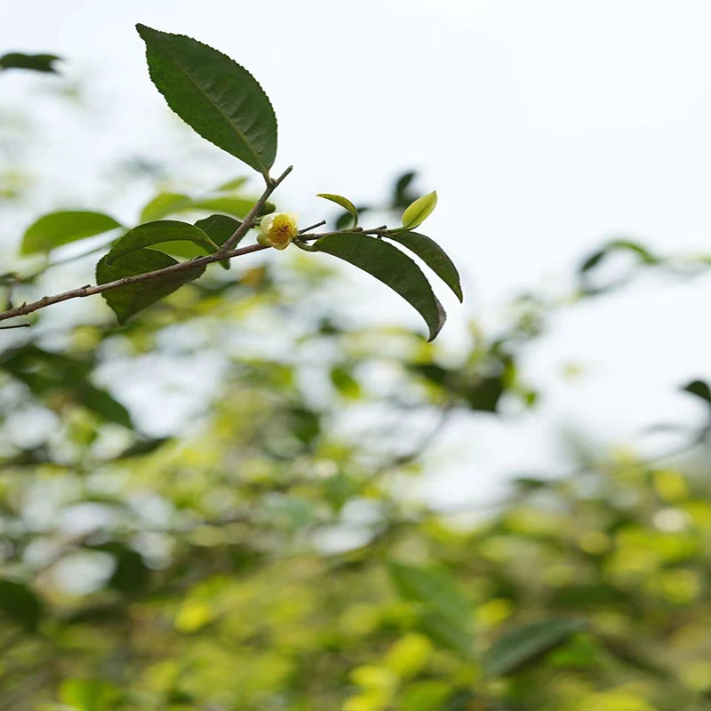 9.26【2024年曼糯3号春茶】古树纯料头春 普洱茶生茶饼100g