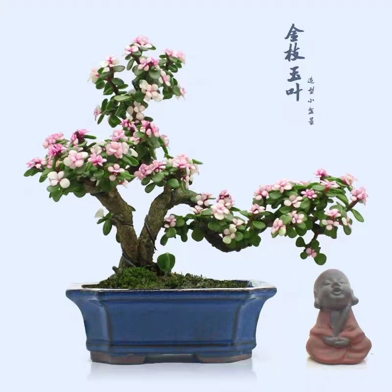 金枝玉叶一物一拍阳台办公桌好养活