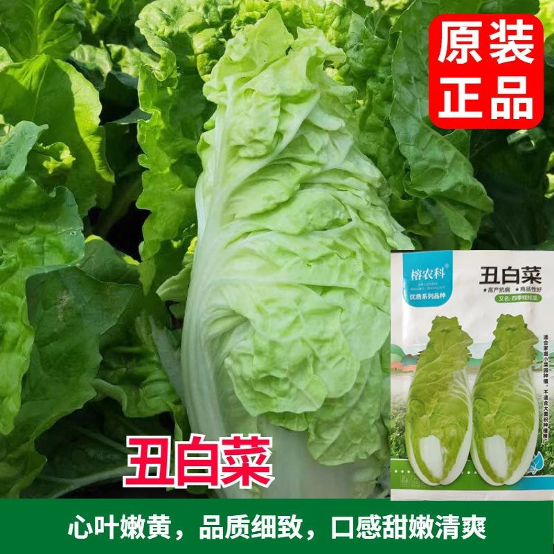 【满5包邮】丑白菜种子四季娃娃菜种耐热外叶绿心嫩黄脆嫩春秋季播
