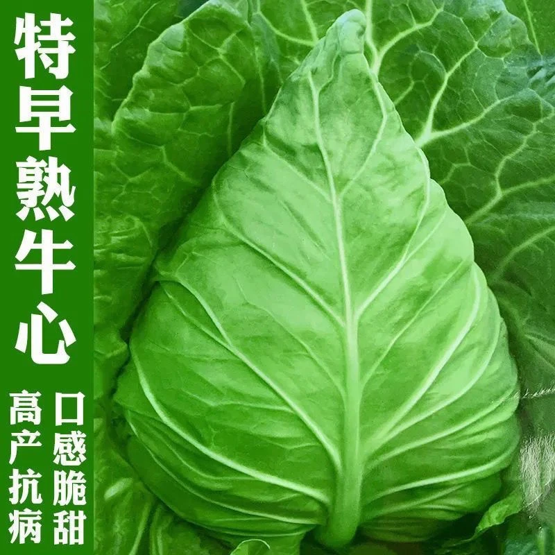 牛心甘蓝种籽 包菜莲花白耐热耐寒高产春夏秋冬四季农家蔬菜种孑